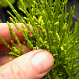 Franky Boy Oriental Arborvitae - Thuja orientalis 'Franky Boy'