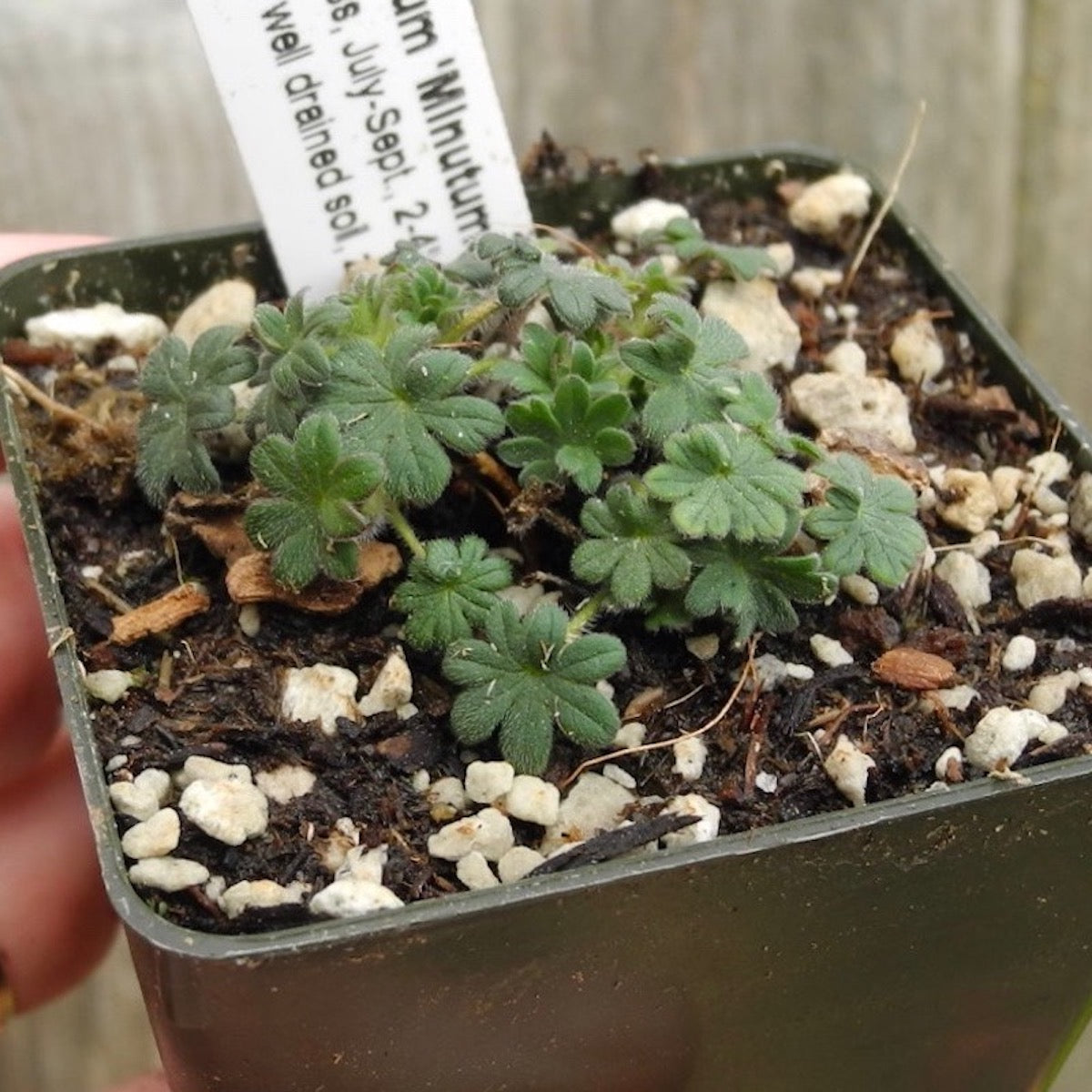 Miniature Cranesbill 'Minutum' - Geranium sanguineum 'Minutum'