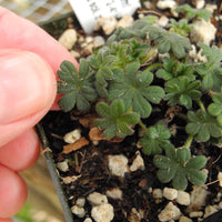 Miniature Cranesbill 'Minutum' - Geranium sanguineum 'Minutum'