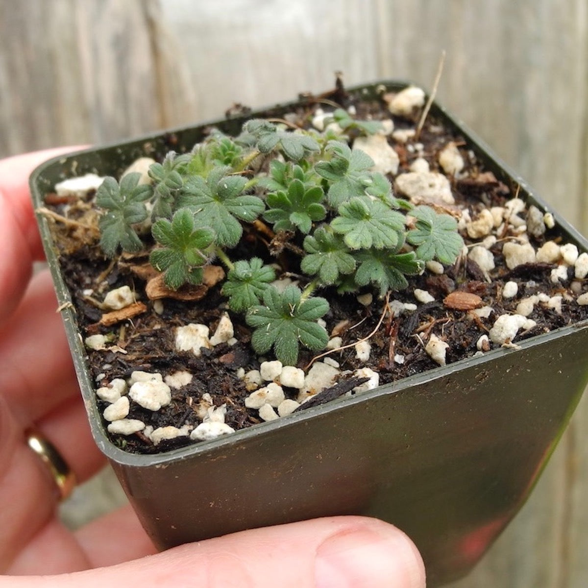 Miniature Cranesbill 'Minutum' - Geranium sanguineum 'Minutum'