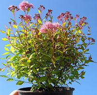 Gold 'n Rubies Spirea - Spirea japonica Gold n' Rubies
