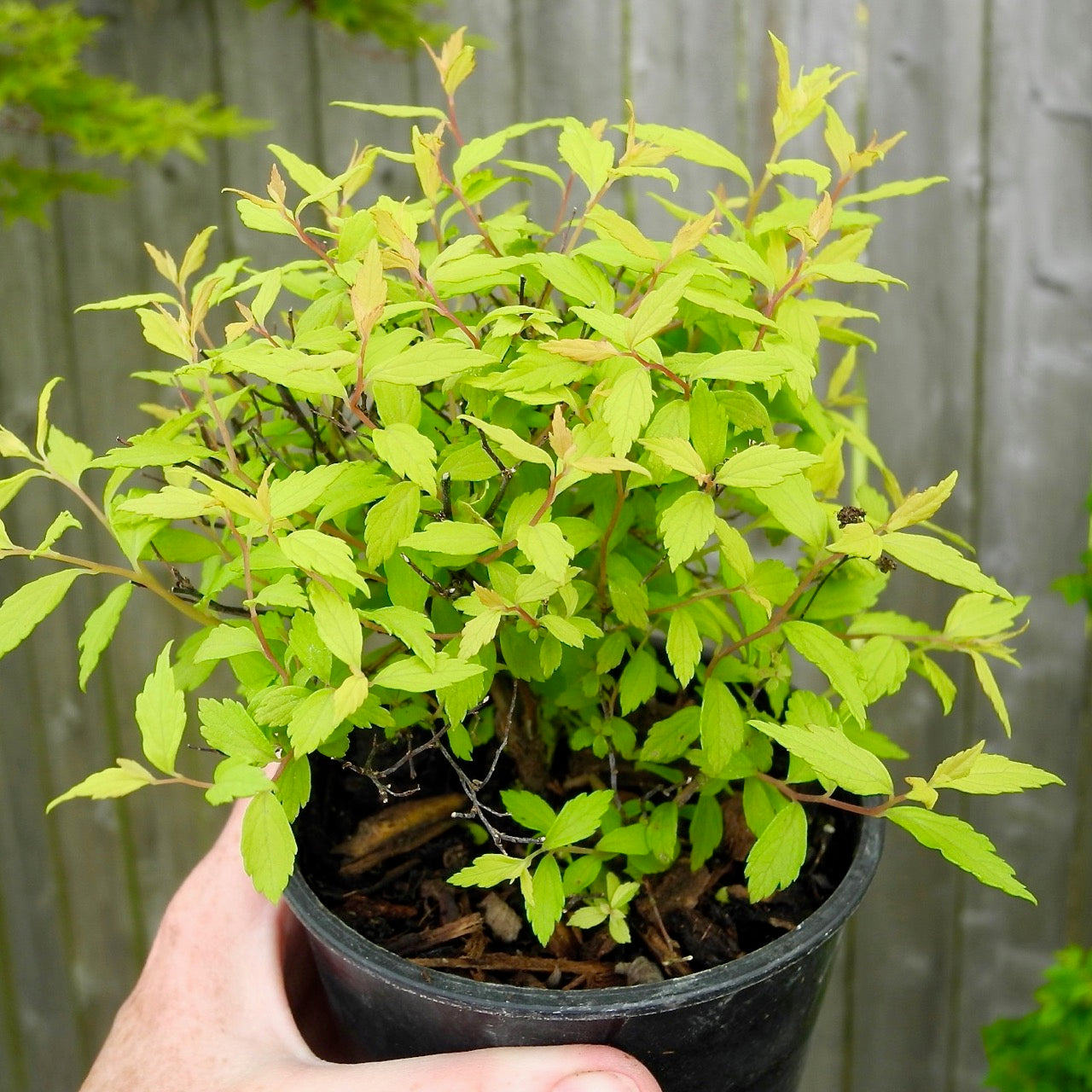 Gold 'n Rubies Spirea - Spirea japonica Gold n' Rubies