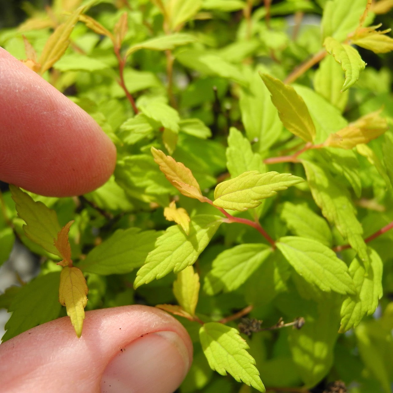 Gold 'n Rubies Spirea - Spirea japonica Gold n' Rubies