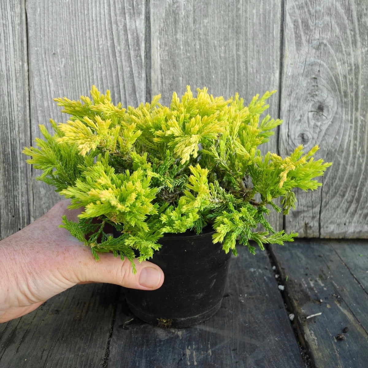 Gold Strike Juniper - Juniperus horizontalis 'Gold Strike'