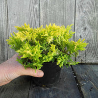 Gold Strike Juniper - Juniperus horizontalis 'Gold Strike'