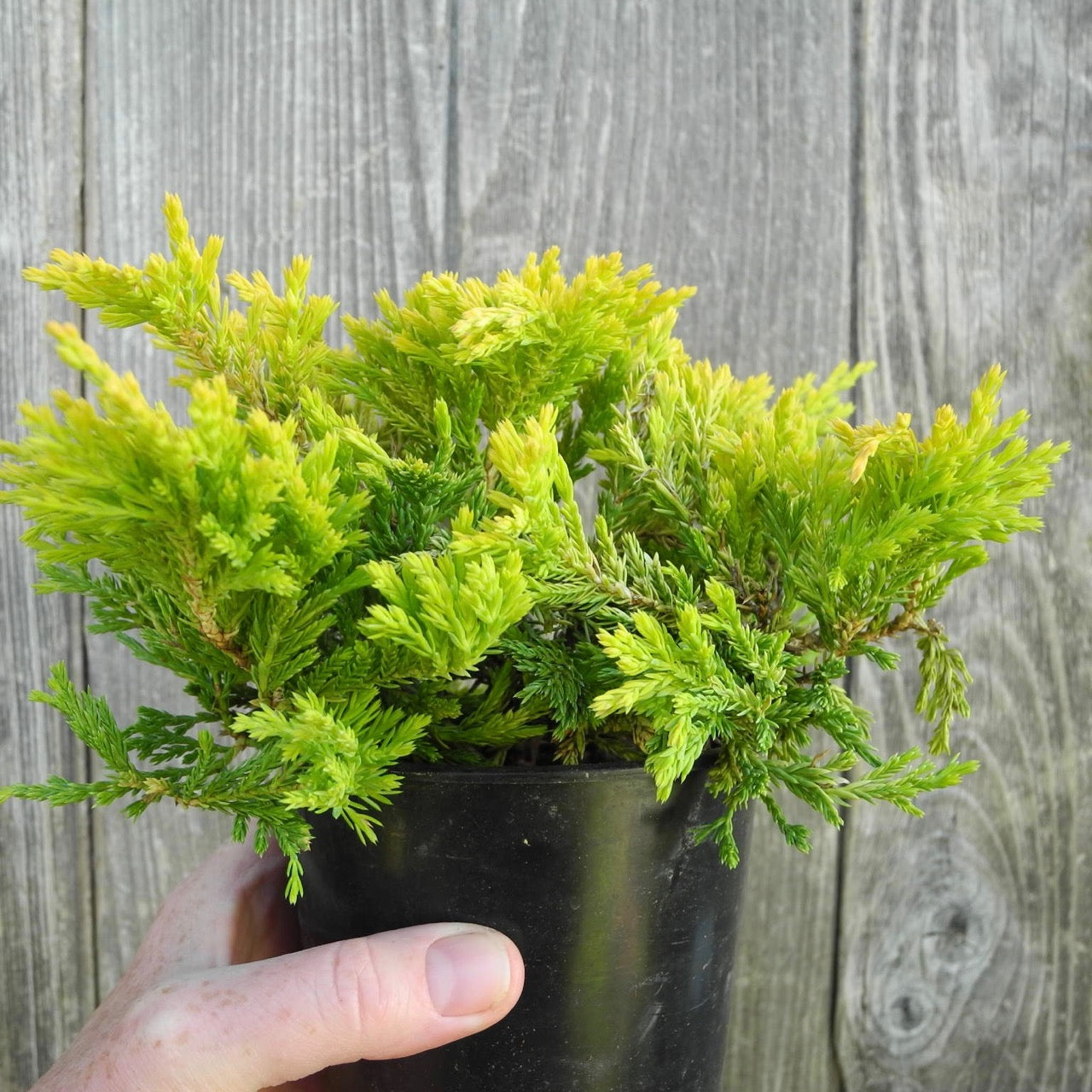 Gold Strike Juniper - Juniperus horizontalis 'Gold Strike'