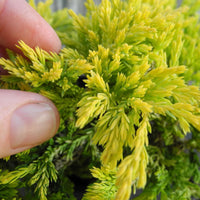 Gold Strike Juniper - Juniperus horizontalis 'Gold Strike'