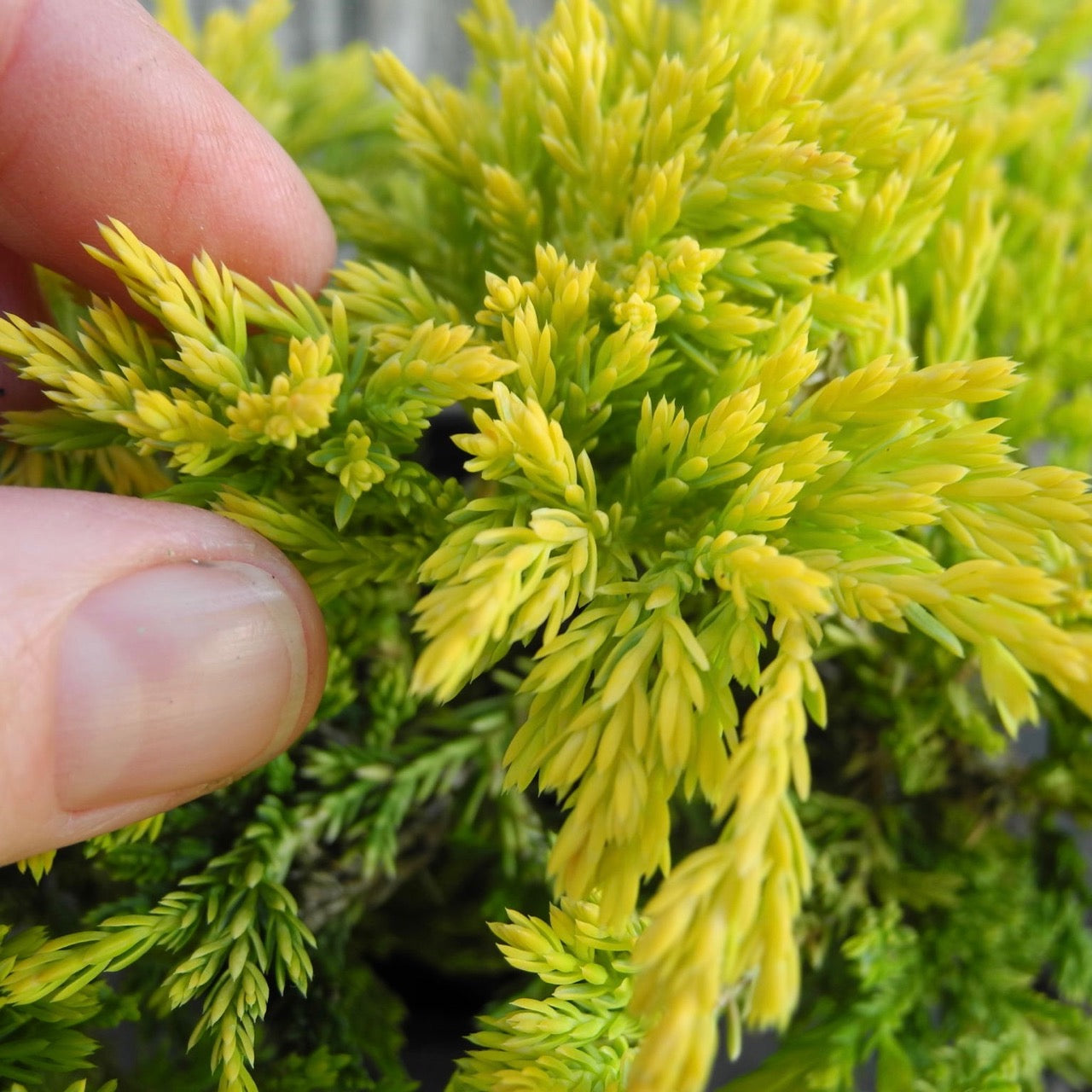 Gold Strike Juniper - Juniperus horizontalis 'Gold Strike'