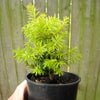 Dwarf Golden Japanese Yew - Taxus cuspidata 'Nana Aurescens'