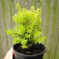Dwarf Golden Japanese Yew - Taxus cuspidata 'Nana Aurescens'
