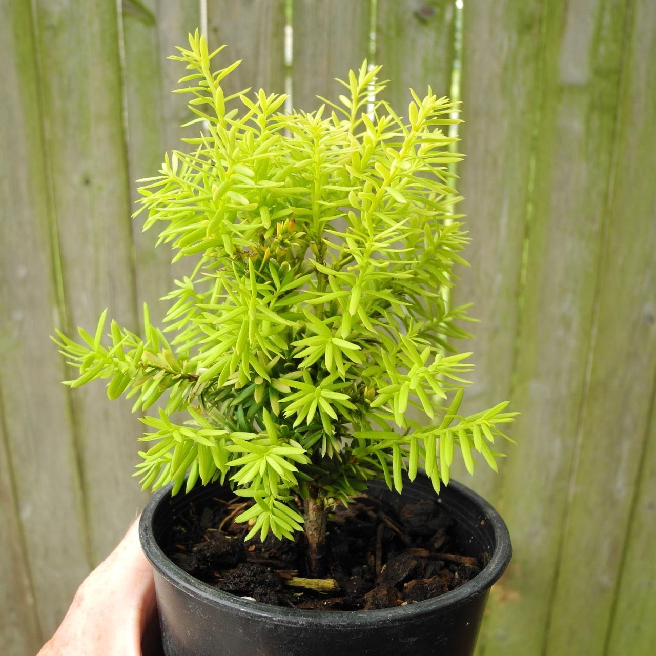 Dwarf Golden Japanese Yew - Taxus cuspidata 'Nana Aurescens'