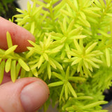 Dwarf Golden Japanese Yew - Taxus cuspidata 'Nana Aurescens'
