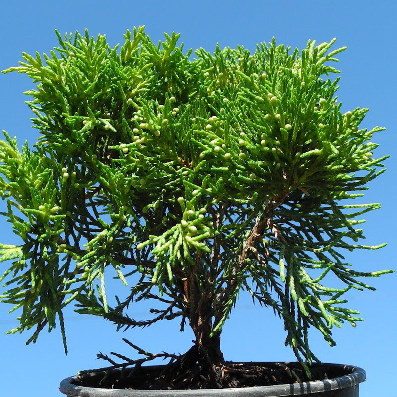 Golden Joy Juniper - Juniperus x pfitzeriana 'Golden Joy'
