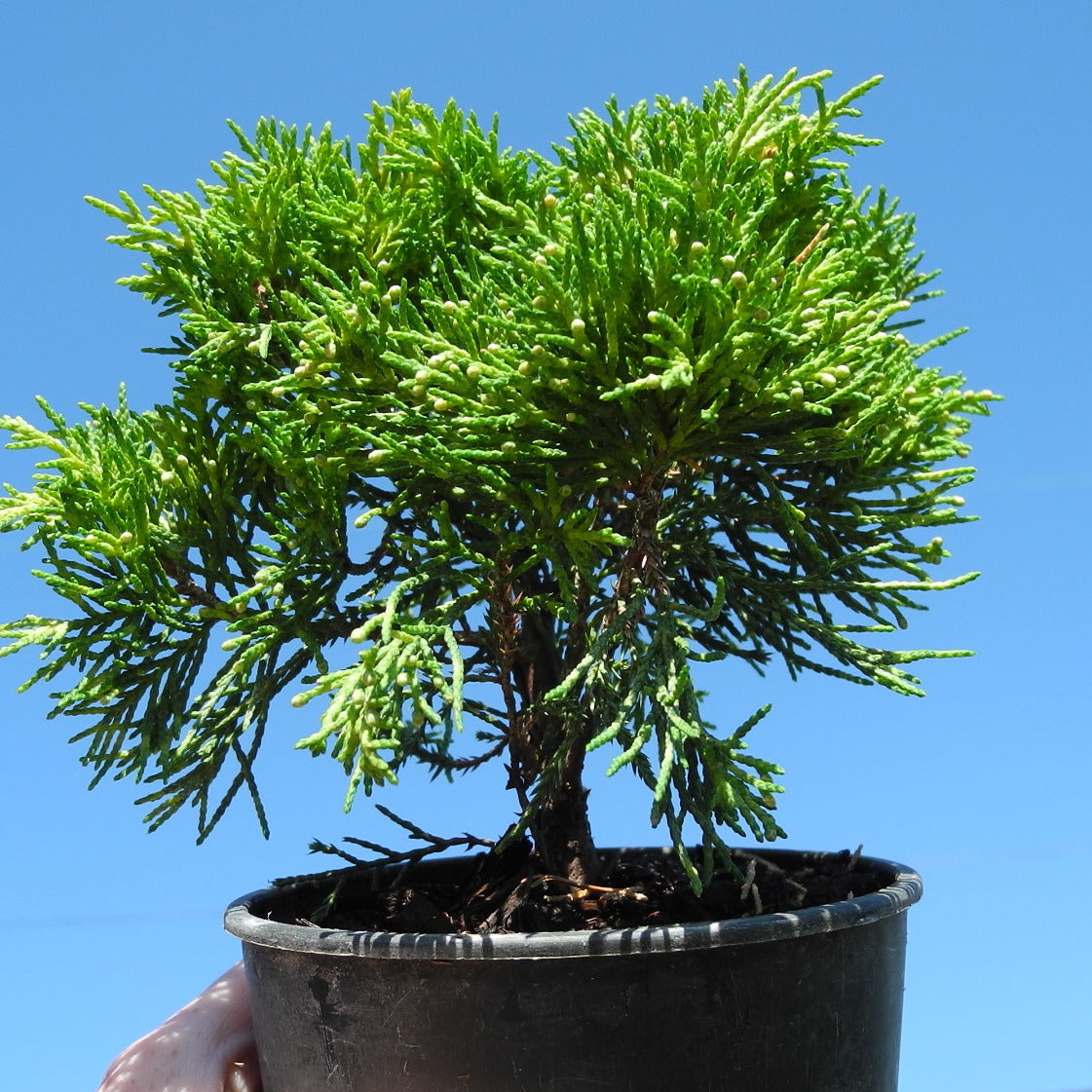 Golden Joy Juniper - Juniperus x pfitzeriana 'Golden Joy'