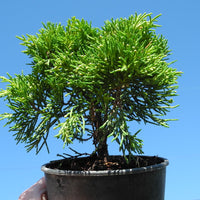 Golden Joy Juniper - Juniperus x pfitzeriana 'Golden Joy'