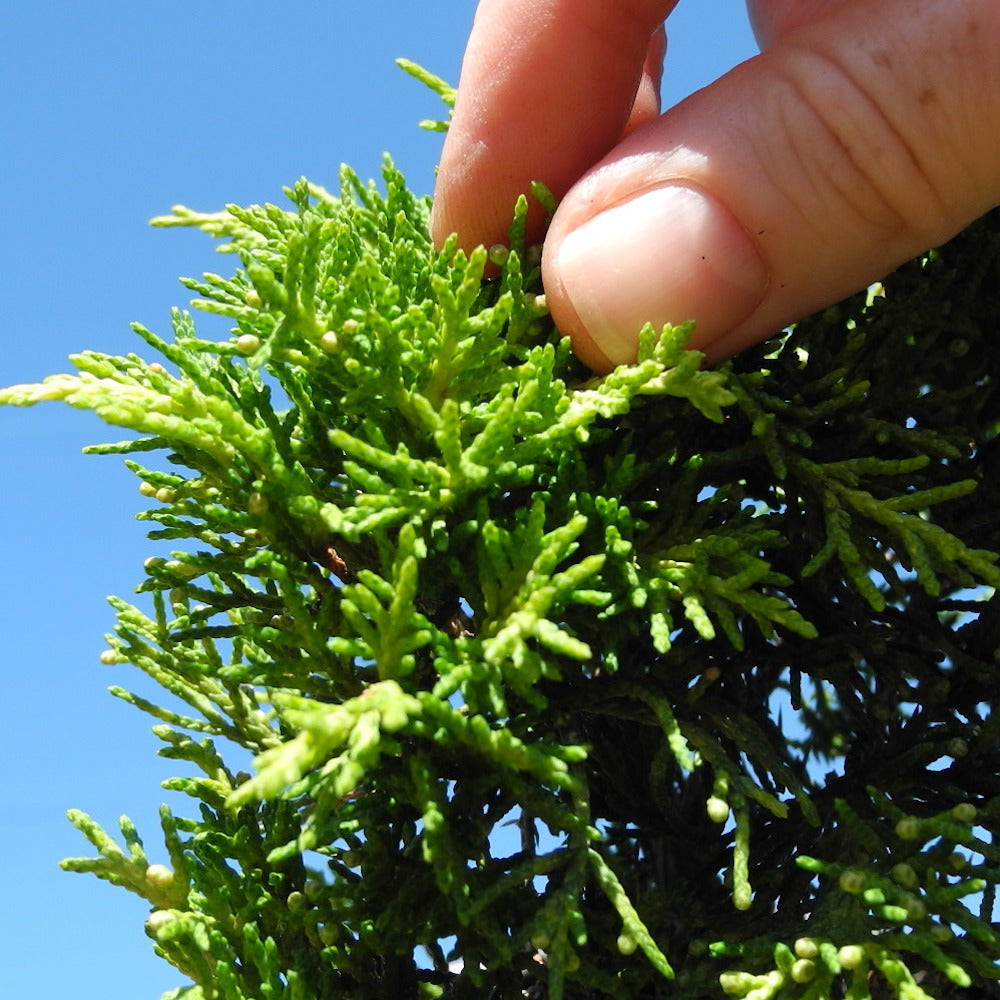 Golden Joy Juniper - Juniperus x pfitzeriana 'Golden Joy'