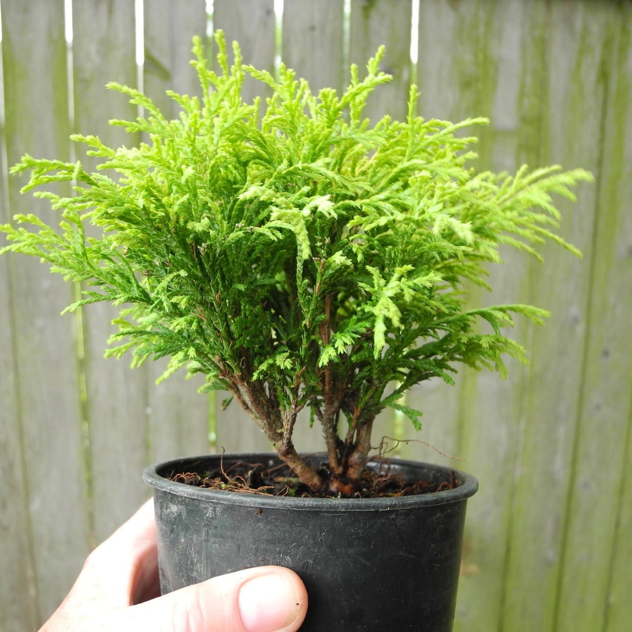Miniature Garden Golden Mop Threadbranch Cypress - Chamaecyparis