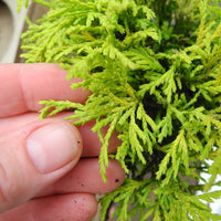 Golden Mop Threadbranch Cypress - Chamaecyparis pisifera 'Golden Mop'