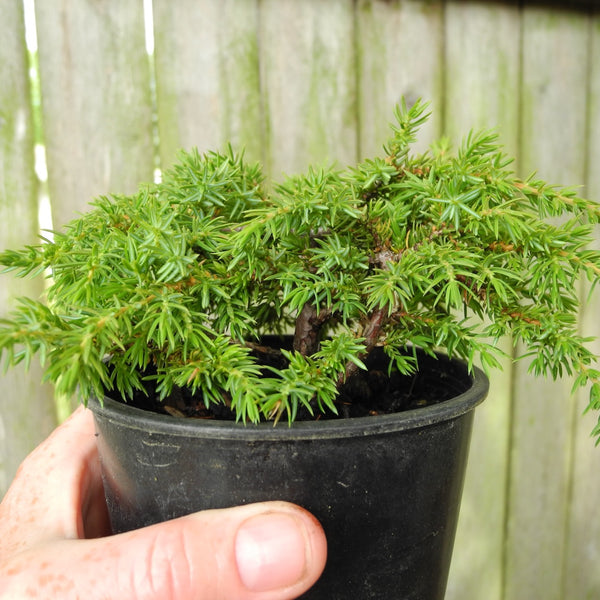 PreBonsai Trees & Shrubs Two Green Thumbs Miniature Garden Center