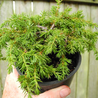 Green Carpet Juniper - Juniperus communis 'Green Carpet'