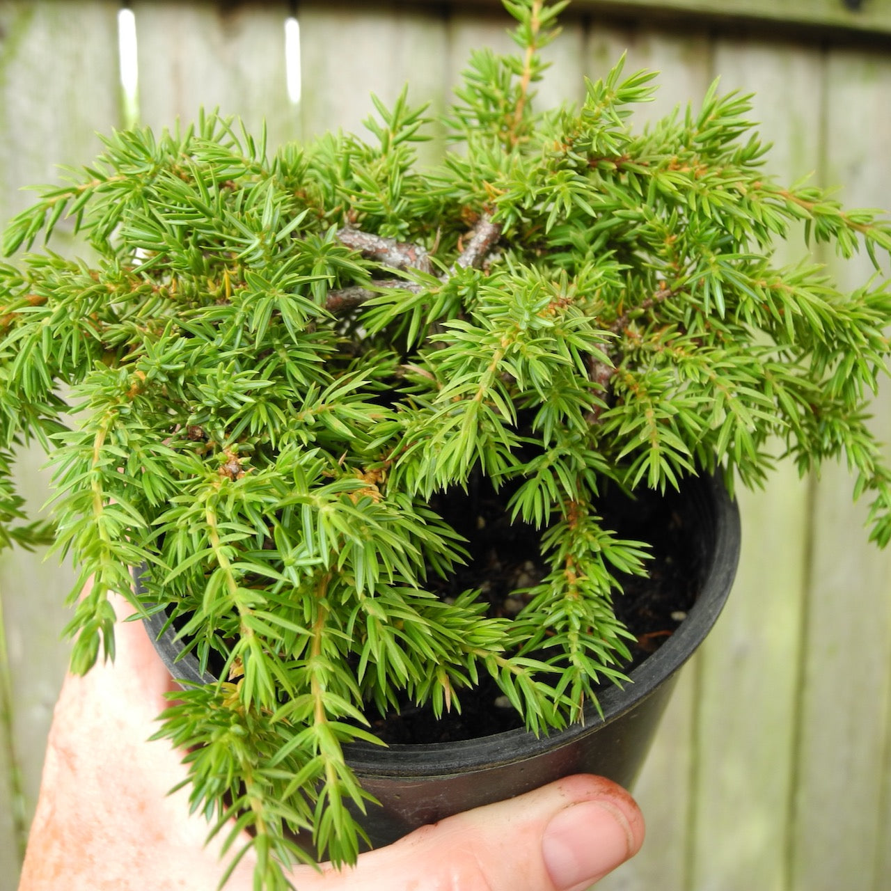 Green Carpet Juniper - Juniperus communis 'Green Carpet'