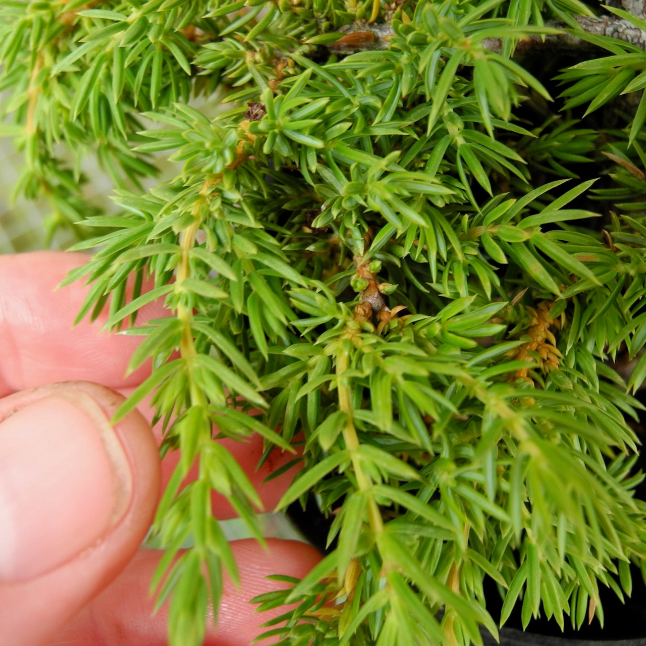 Green Carpet Juniper - Juniperus communis 'Green Carpet'