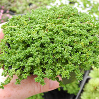 Green Carpet - Herniaria glabra