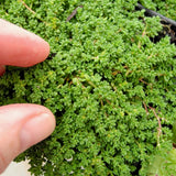 Green Carpet - Herniaria glabra