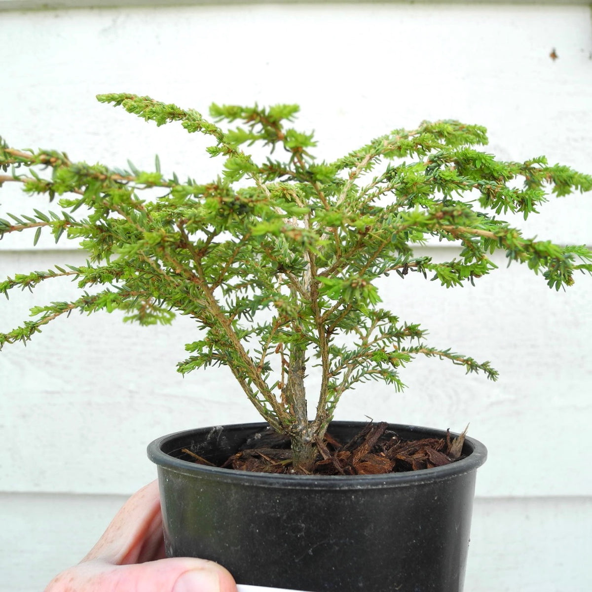 Green Lace Canada Hemlock - Tsuga canadensis 'Green Lace'