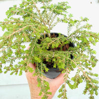 Green Lace Canada Hemlock - Tsuga canadensis 'Green Lace'