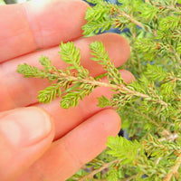 Green Lace Canada Hemlock - Tsuga canadensis 'Green Lace'