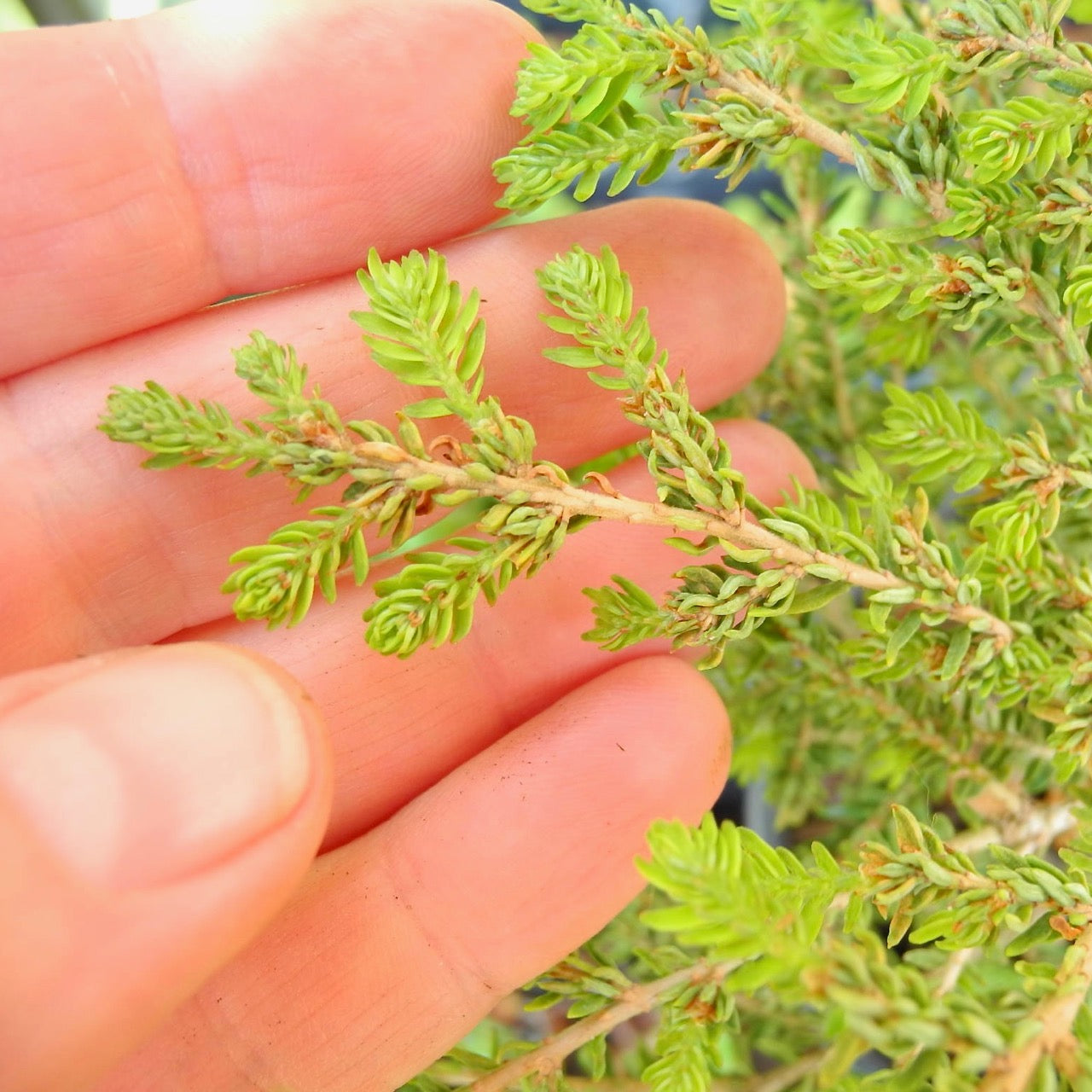Green Lace Canada Hemlock - Tsuga canadensis 'Green Lace'