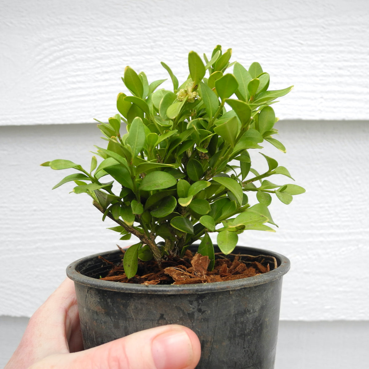 Green Velvet Boxwood – Buxus x ‘Green Velvet’