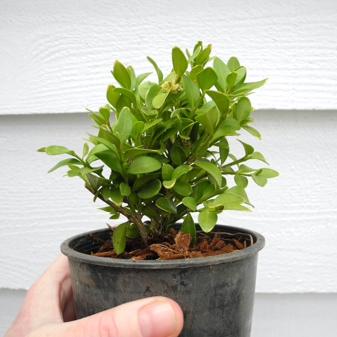 Green Velvet Boxwood – Buxus x ‘Green Velvet’