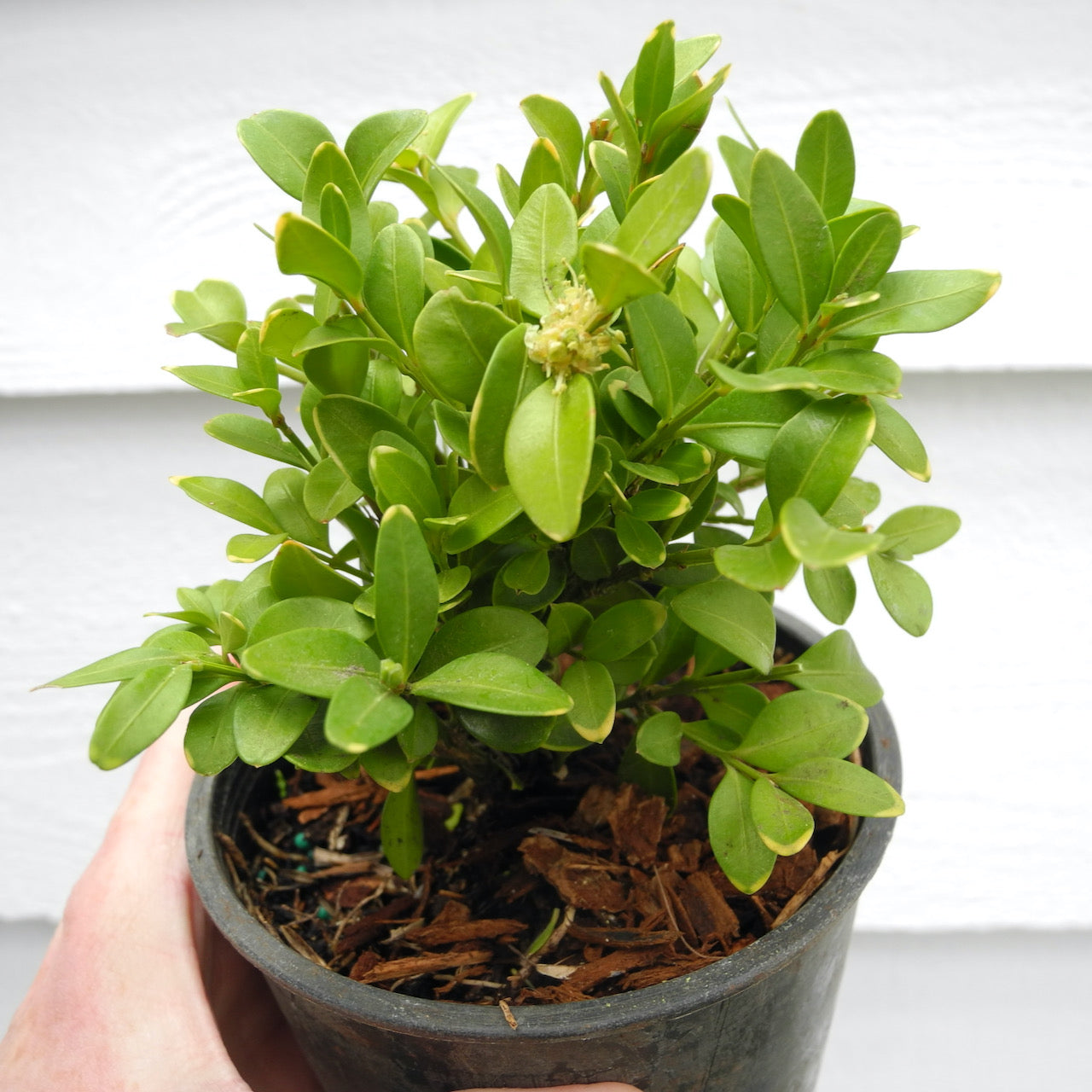 Green Velvet Boxwood – Buxus x ‘Green Velvet’