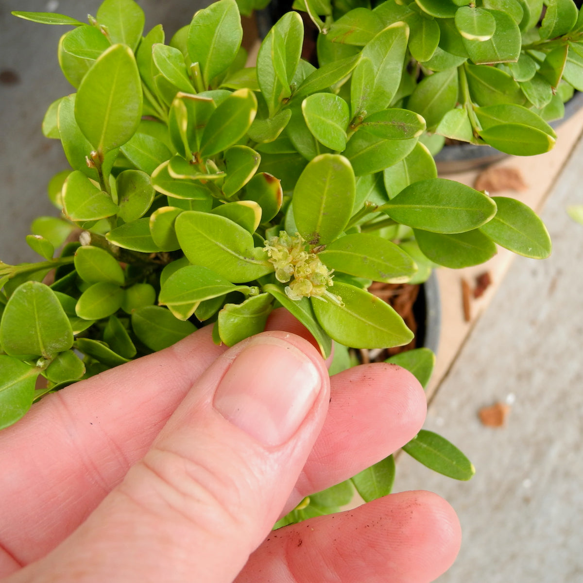 Green Velvet Boxwood – Buxus x ‘Green Velvet’