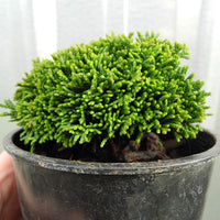 Greenstone Hinoki Cypress - Chameacyparis obtusa 'Greenstone'