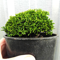 Greenstone Hinoki Cypress - Chameacyparis obtusa 'Greenstone'