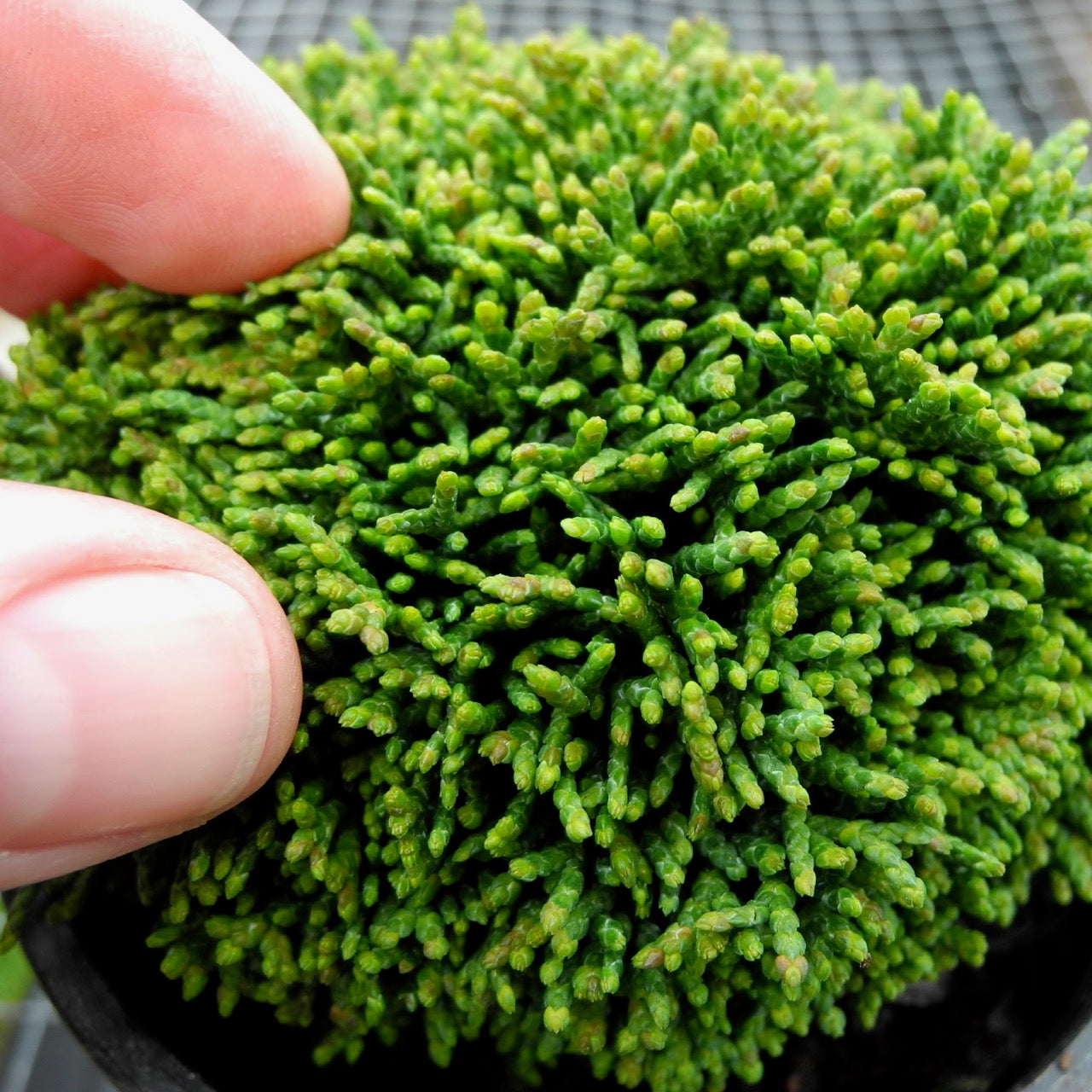 Greenstone Hinoki Cypress - Chameacyparis obtusa 'Greenstone'