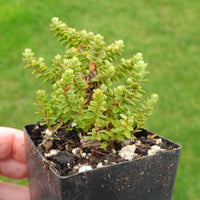 Miniature Hebe 'Minor' - Hebe buchananii 'Minor'