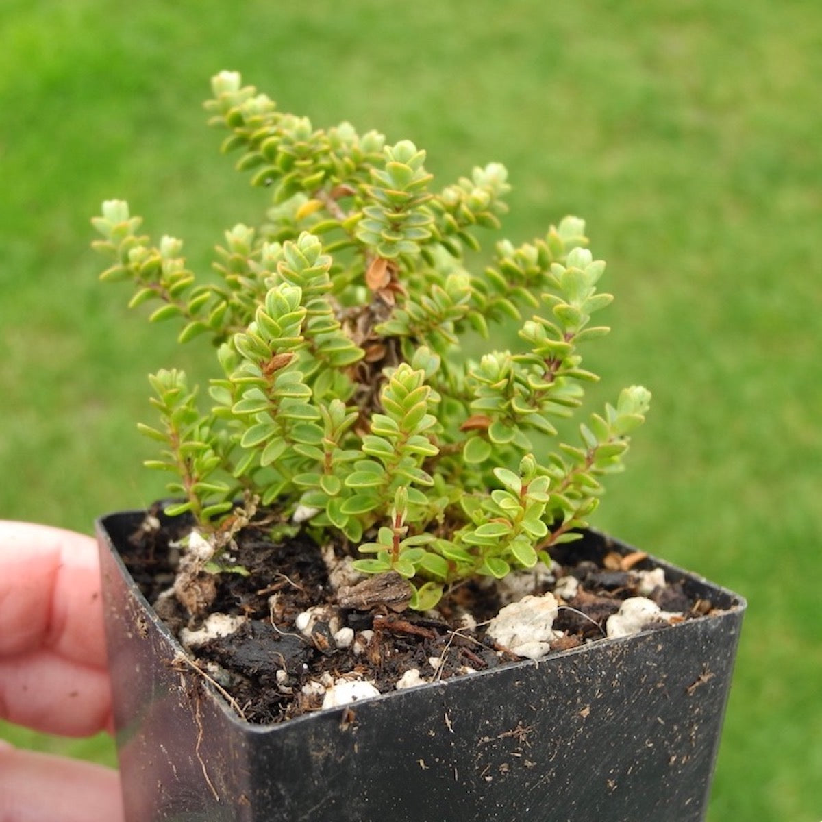 Miniature Hebe 'Minor' - Hebe buchananii 'Minor'