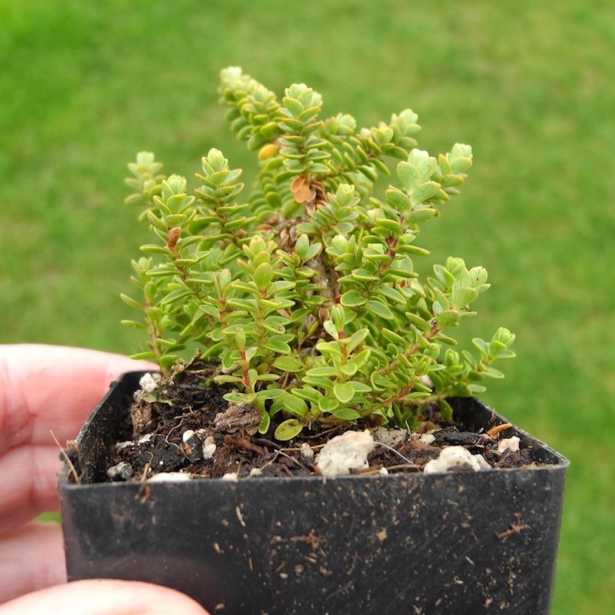 Miniature Hebe 'Minor' - Hebe buchananii 'Minor'