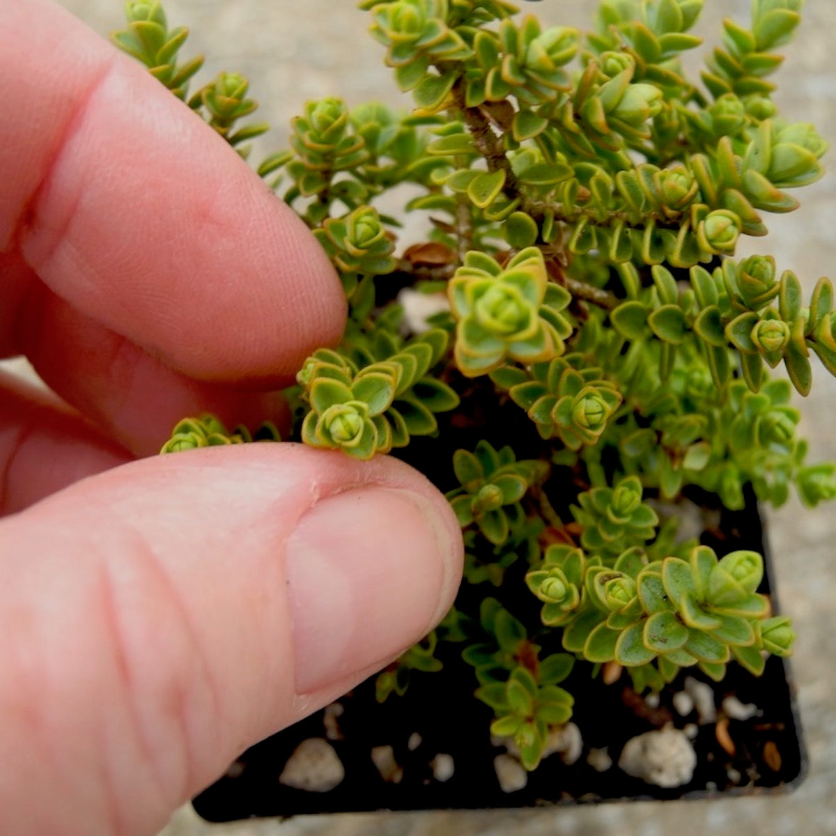 Miniature Hebe 'Minor' - Hebe buchananii 'Minor'