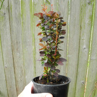 Helmond Pillar Barberry - Berberis thunbergii 'Helmond Pillar'