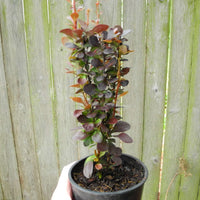 Helmond Pillar Barberry - Berberis thunbergii 'Helmond Pillar'