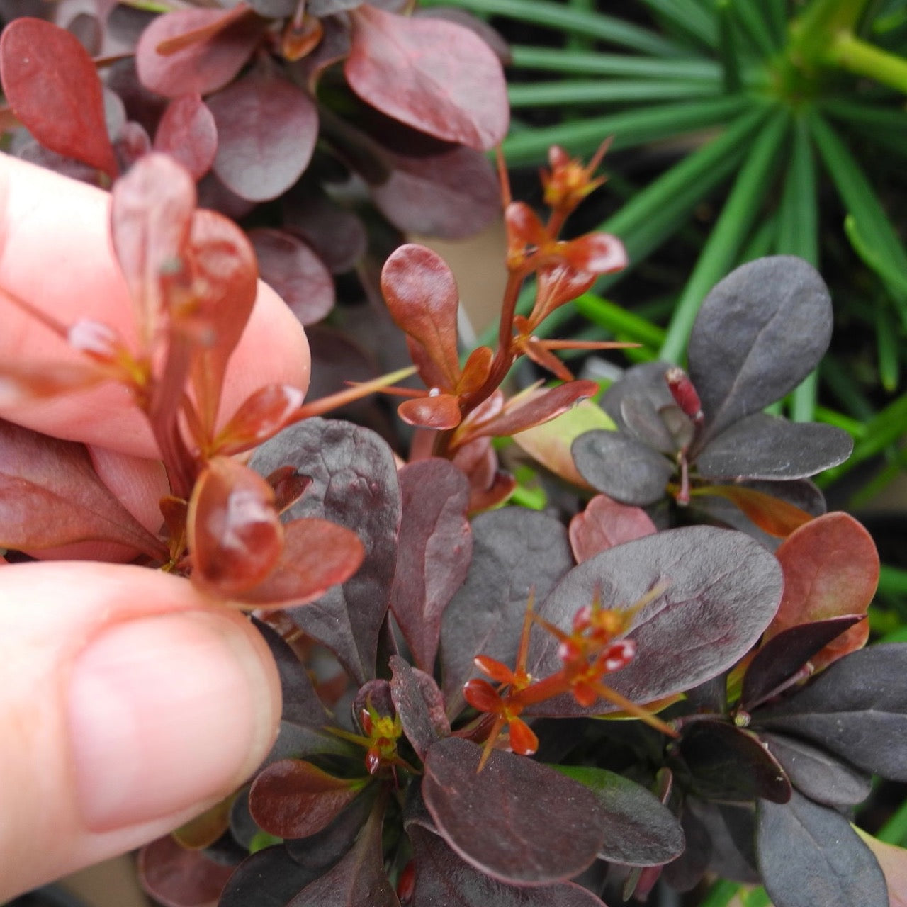 Helmond Pillar Barberry - Berberis thunbergii 'Helmond Pillar'