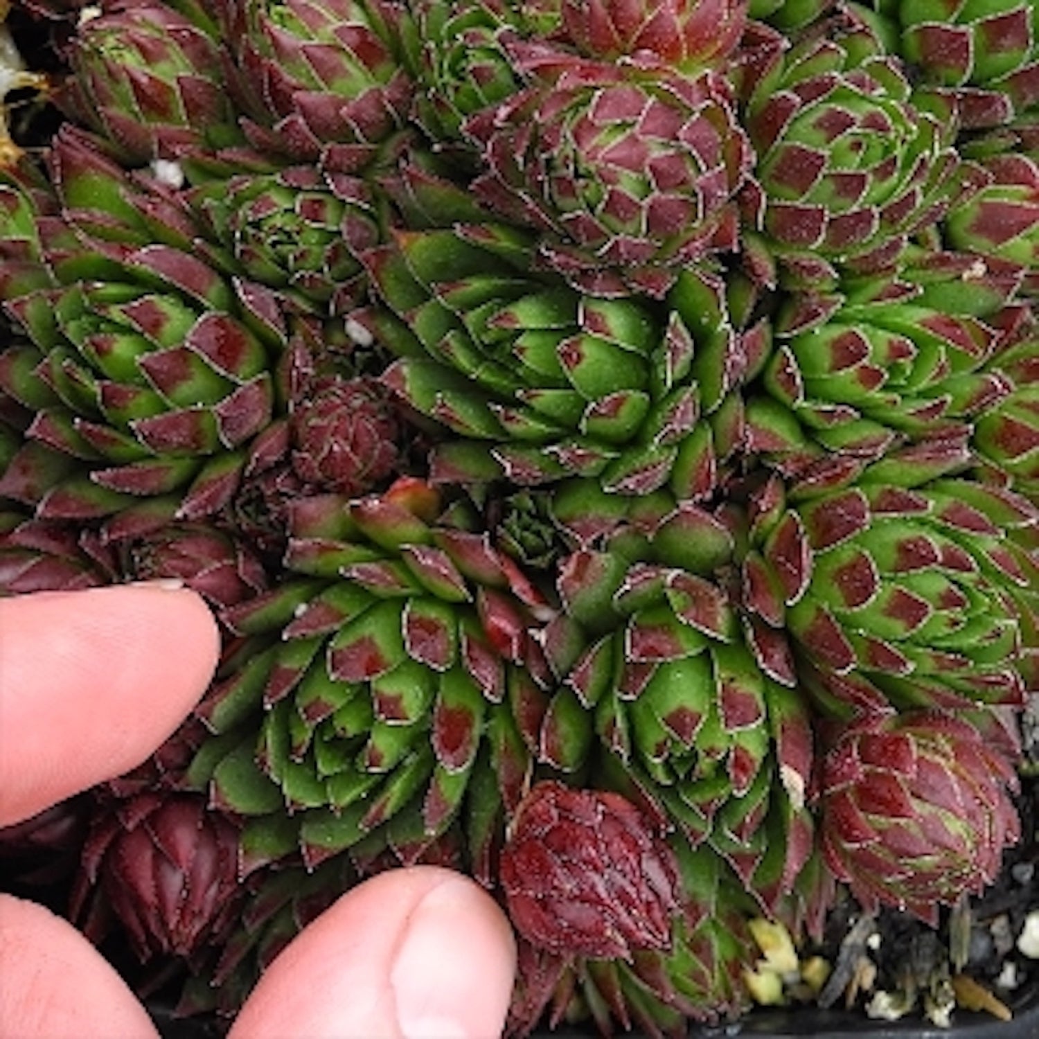 Dwarf Hens and Chicks - Sempervivum tectorum