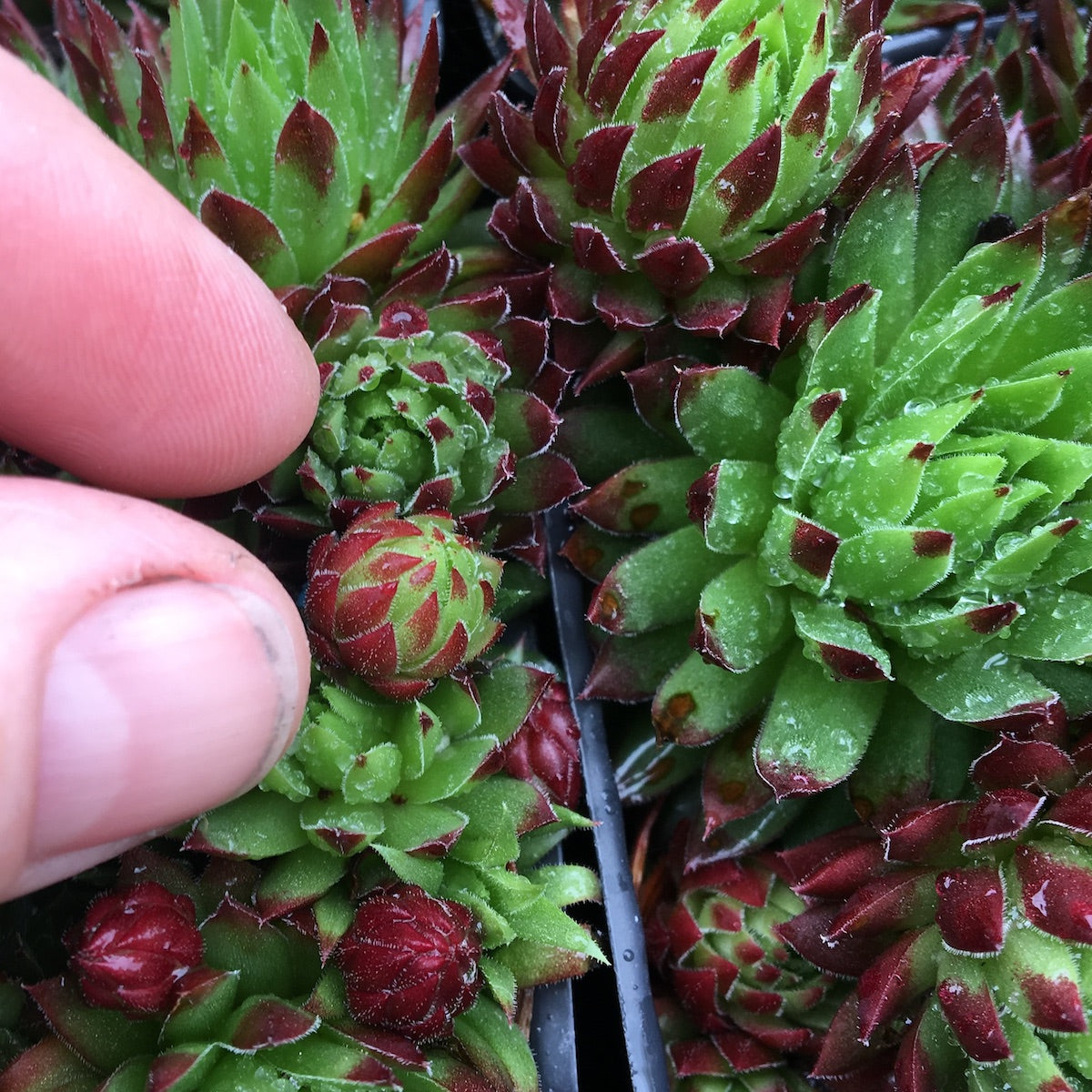 Dwarf Hens and Chicks - Sempervivum tectorum