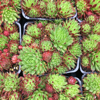 Dwarf Hens and Chicks - Sempervivum tectorum