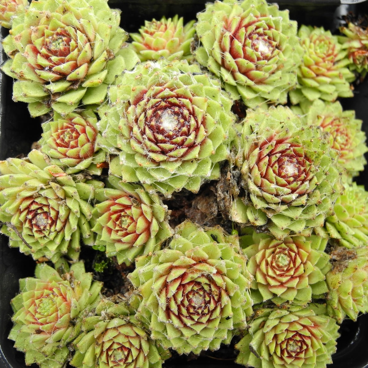 Dwarf Hens and Chicks - Green - Sempervivum tectorum